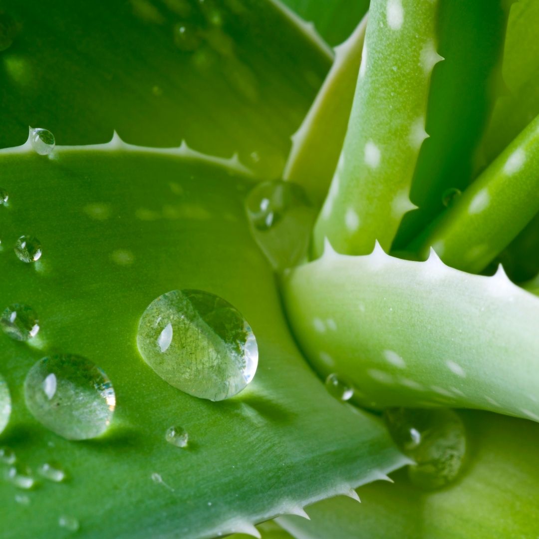Ingredient Highlight: Aloe