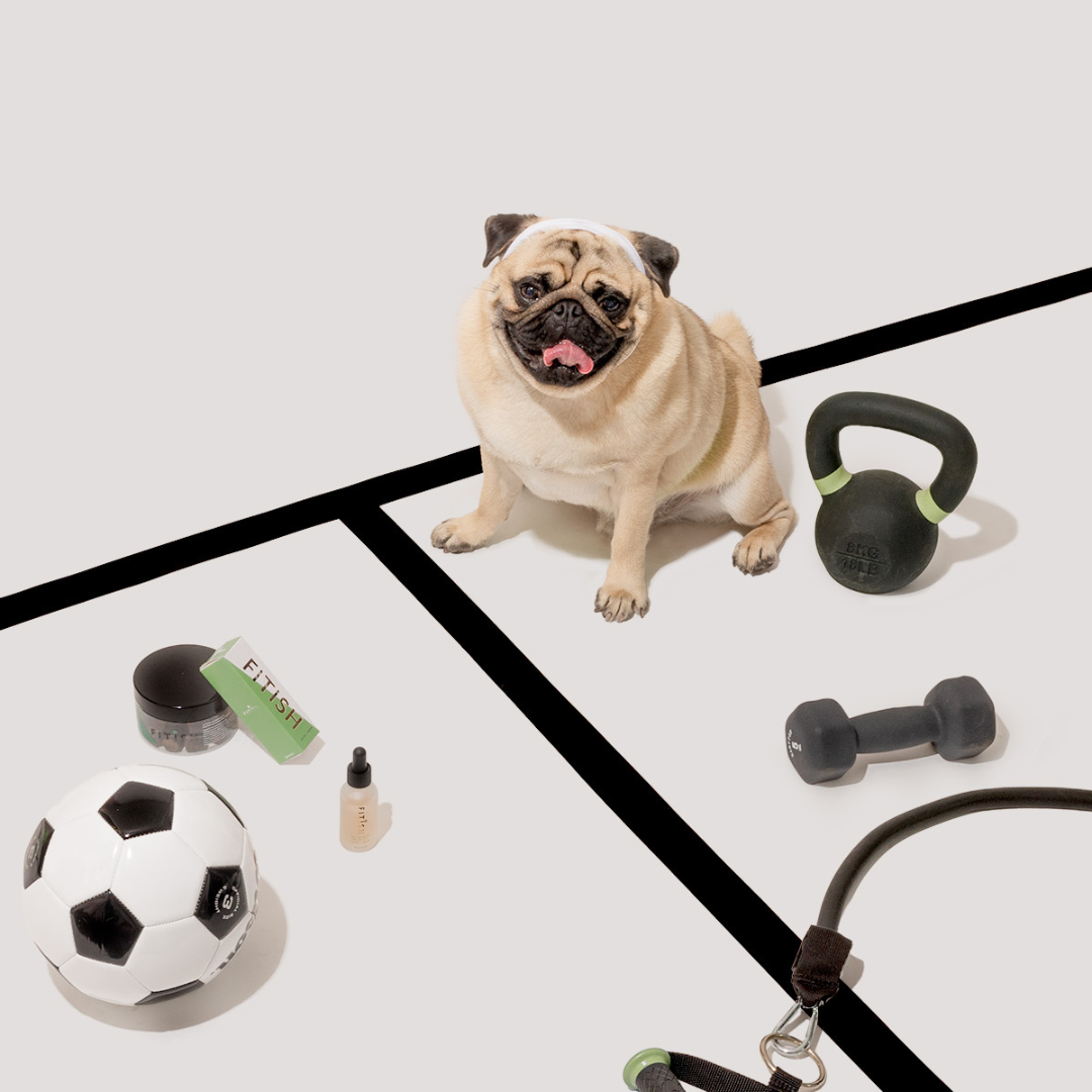 Pug with Fitish hot spot spray and dog chews
